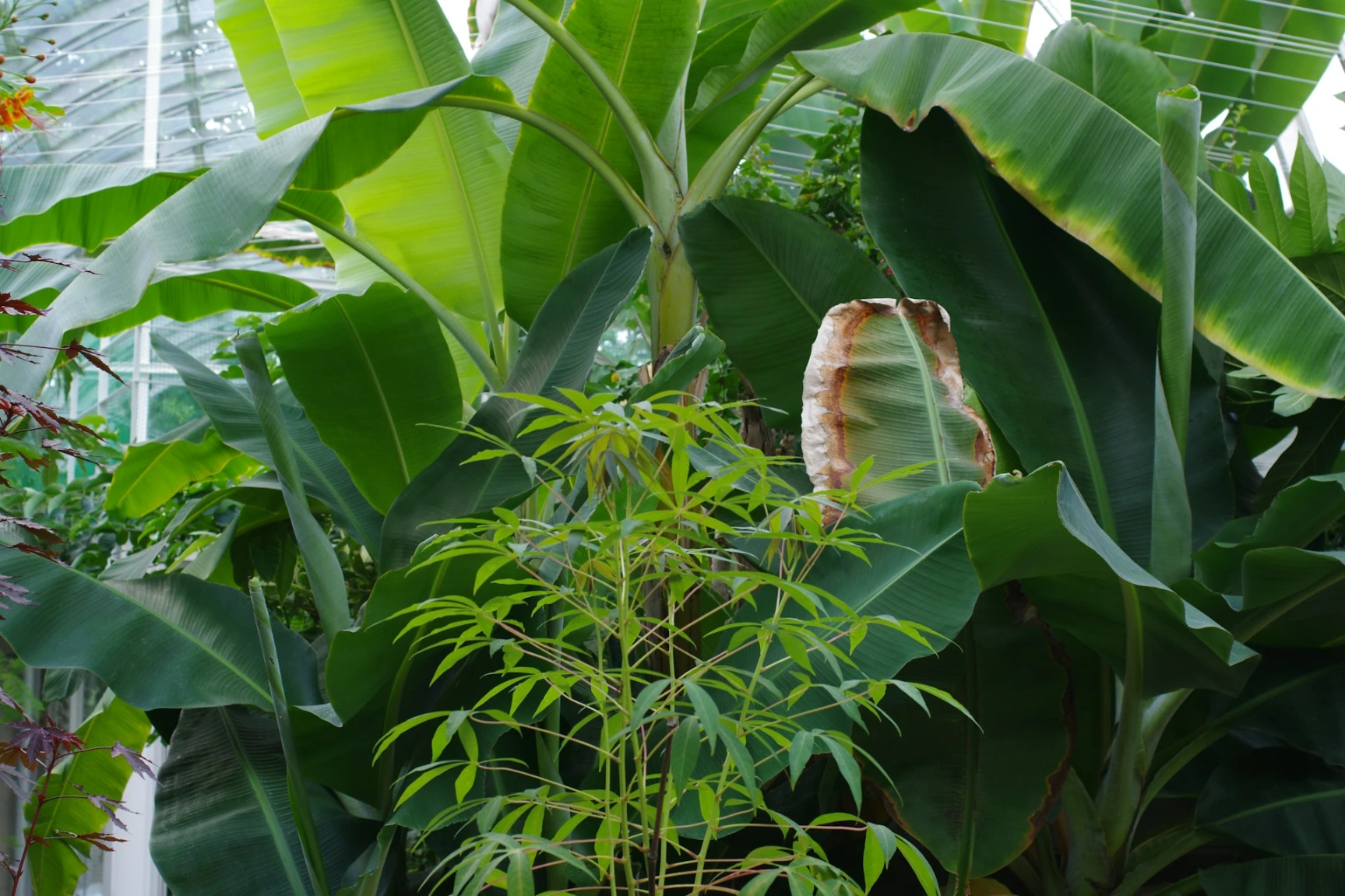 Traitement des plantes écologie