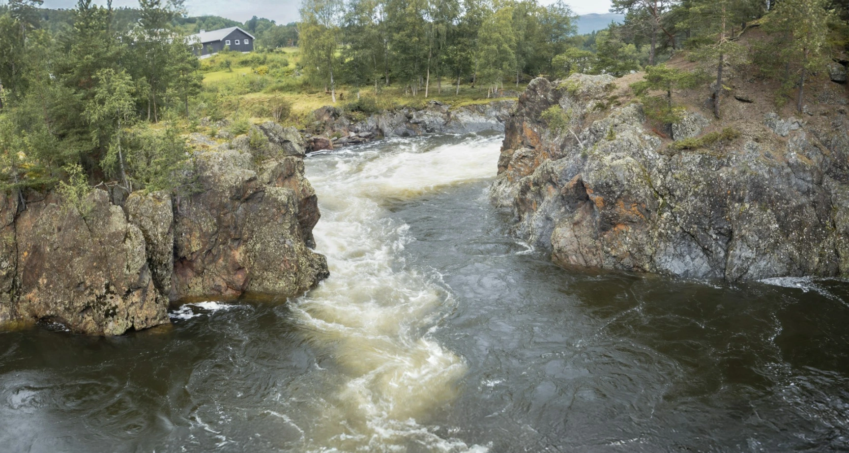 Traitement de la renouée du japon