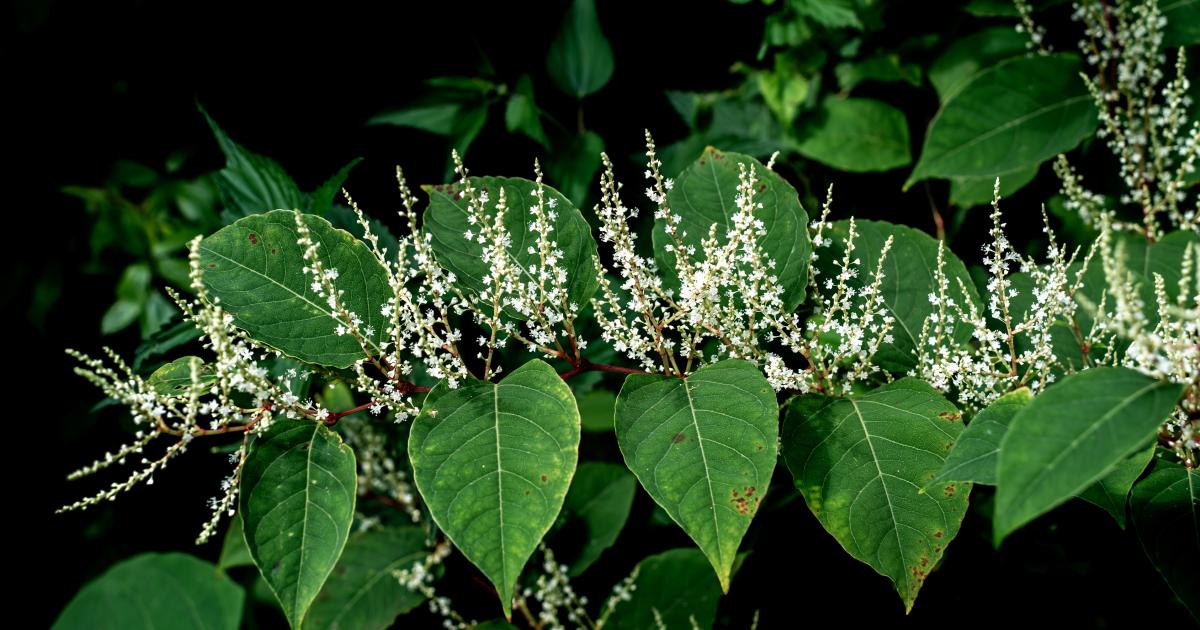 Identification des plantes